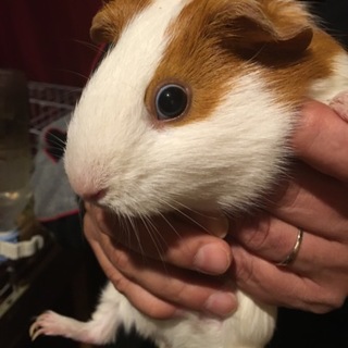 モルモット里親さん募集