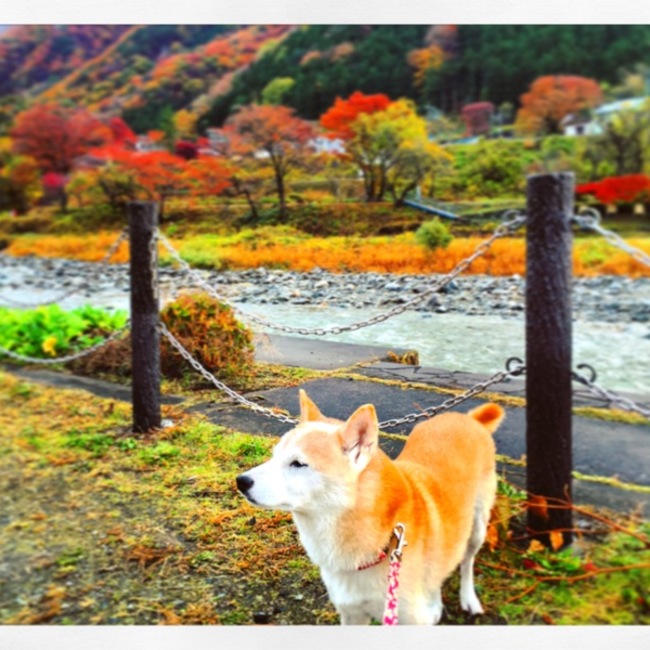 S.tomomiのカバー写真