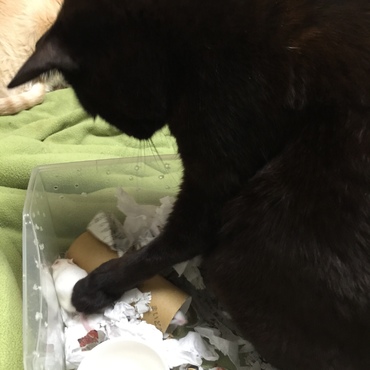 ねぇ、遊ぼうよ。食べないからさ〜