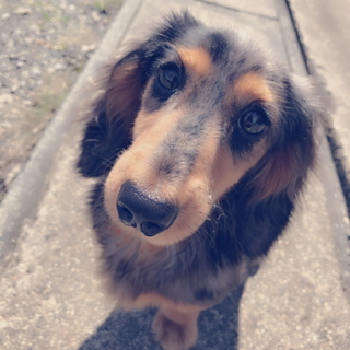 里親募集 ミニチュワダップル