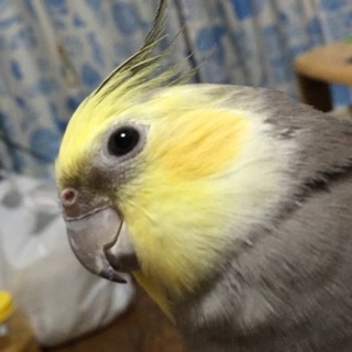 オカメインコ お話中