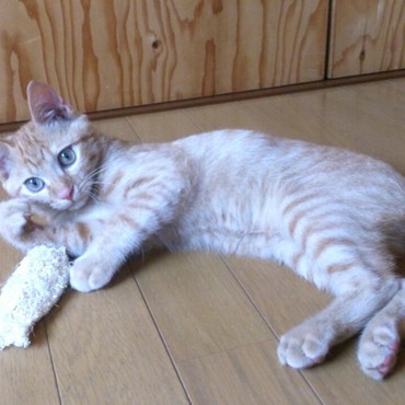 魚ちゃん、この後バラバラにされた～(>o<")恐るべし…茶々丸！