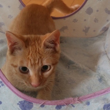 大量コクシジウム退治したよ～☆