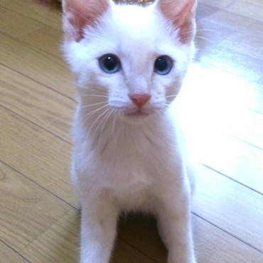 しらたま坊や、ブルーの瞳にぞっこん～♪  by.しまひこ