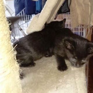 黒猫２匹里親さんを募集します。可愛い盛りです ！！