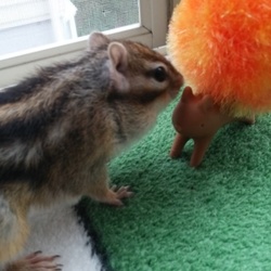 ふさふさでちね。