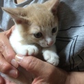 3匹の子猫を保護