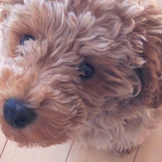 里親さん決まりました。皆様ありがとうございます。