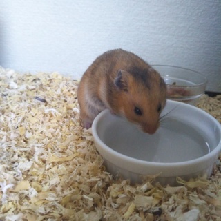 ゴールデン系ハムスターの赤ちゃんの里親募集