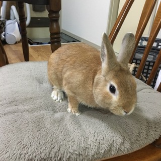 ネザーランドドワーフ　オス