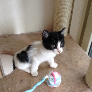 バイカラーの可愛い女の子