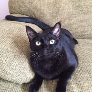 代理★里親募集★黒猫二匹