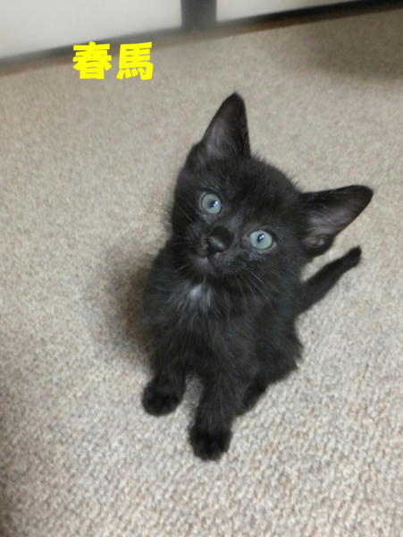 青い目の黒子猫と可愛いサ 兵庫県 猫の里親募集 ペットのおうち 月間利用者150万人