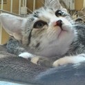 爪切もOK、人馴れ抜群、穏やかな性格の仔猫です