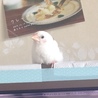 おすましさんです(^-^)