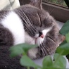の写真