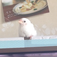 箔