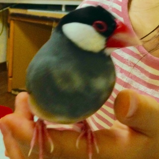 下のその他、備考を読んで頂けるとたすかります。