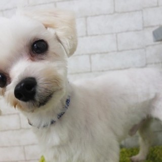 夜兎(やと)ちゃん♂　推定3才