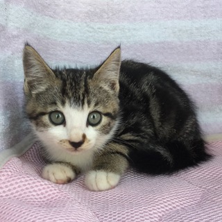 ブラウンちゃん