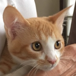 第1回 みるくの会 【猫の里親会】 サムネイル3