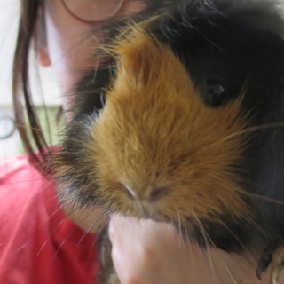 2匹女の子モルモットの里親募集中