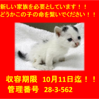 里親決定！！お迎えありがとうございました(^^♪