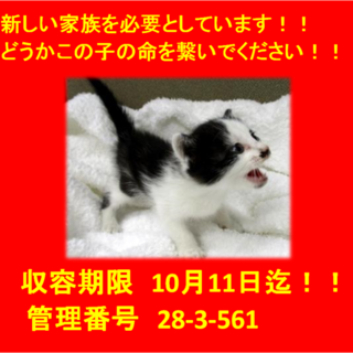 里親決定！！お迎えありがとうございました(^^♪