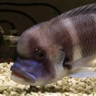 【急募！】シクリッド、古代魚