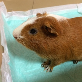 里親さんが決まりました！ありがとうございました