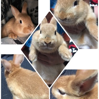 ミニレッキス✖︎ネザーの赤ちゃん