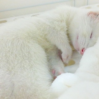 ホールデン プラチナフェレット