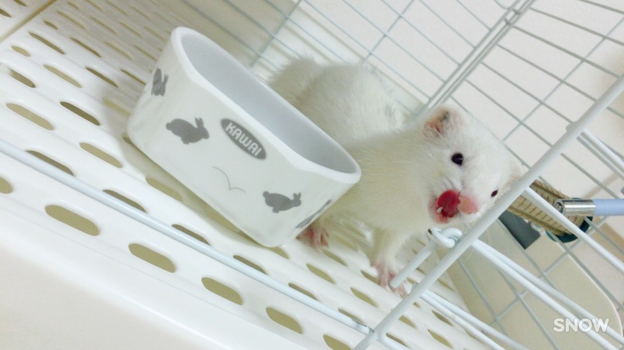 ホールデン プラチナフェレット サムネイル2