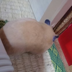 仕事熱心なモモちゃん