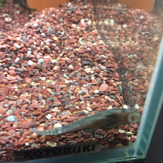 ミニブッシープレコ