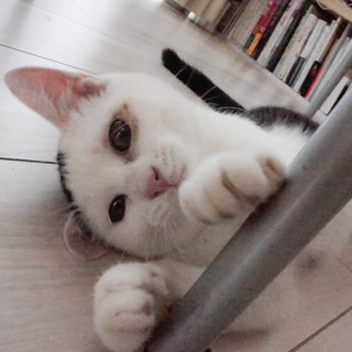 ヒトの子どもみたい＊ハーフ顔のもんちゃん