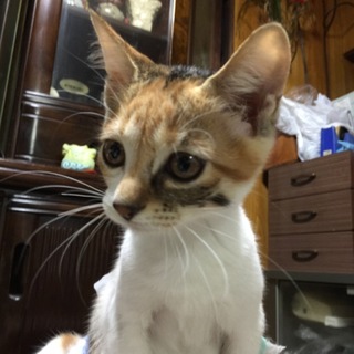 7月11日生まれです。よろしくおねがいします。