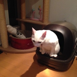尿結石