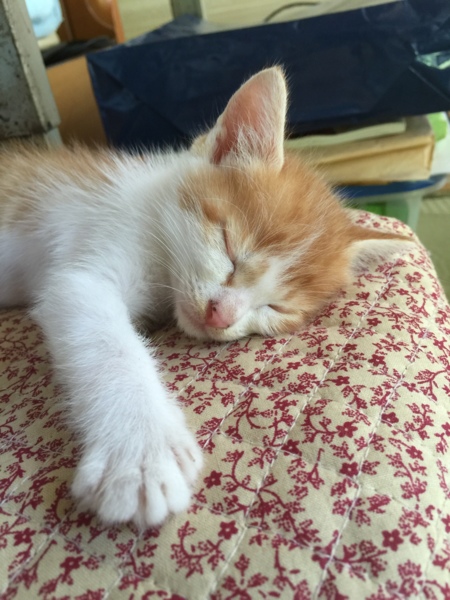 里親急募 サムネイル1