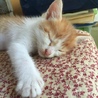 里親急募 サムネイル1