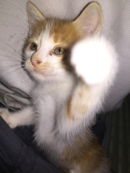 里親急募 サムネイル2