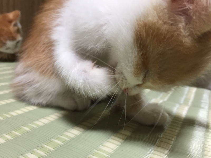 里親急募 サムネイル3