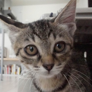 ベンガルみたいなキジトラのおにゃのこ★