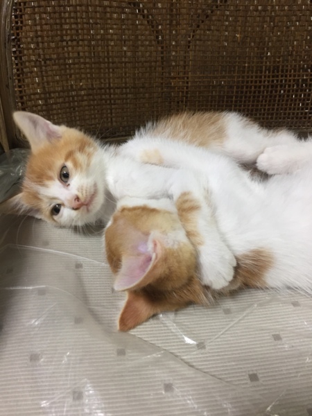 里親急募 サムネイル4