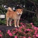 珍しい 耳タレ 柴犬募集