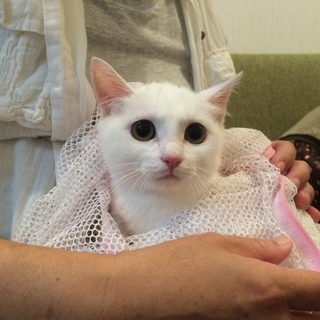 ３〜４ヶ月仔猫・白猫