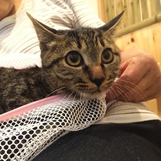 ３〜４ヶ月仔猫・キジ