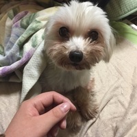小梅