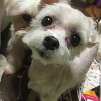 小春