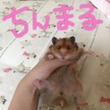 ハムスター里親募集